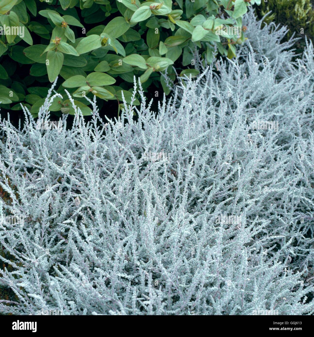Calluna vulgaris - `Silver Queen'   CAL040929 Stock Photo